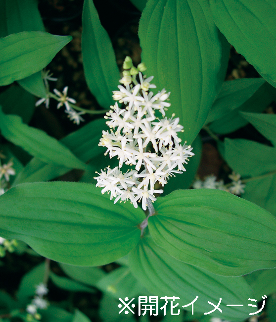 ユキザサ　9cmﾎﾟｯﾄ