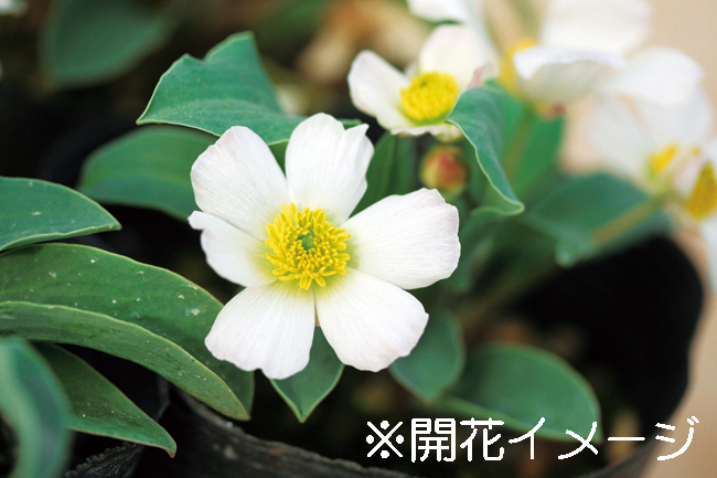 ハゴロモキンポウゲ　9cmﾎﾟｯﾄ