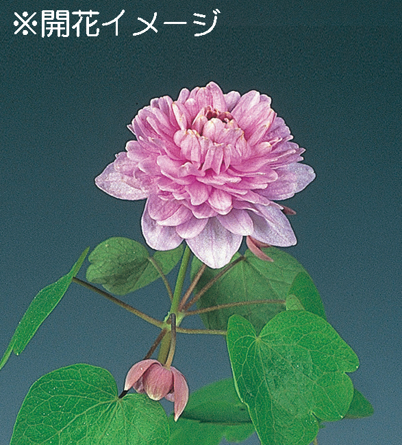 濃色八重咲バイカカラマツ　9cmﾎﾟｯﾄ