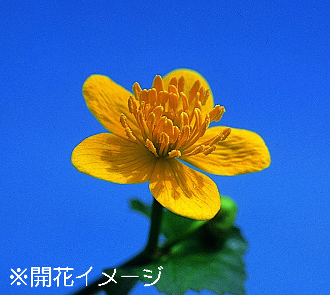 リュウキンカ　9cmﾎﾟｯﾄ