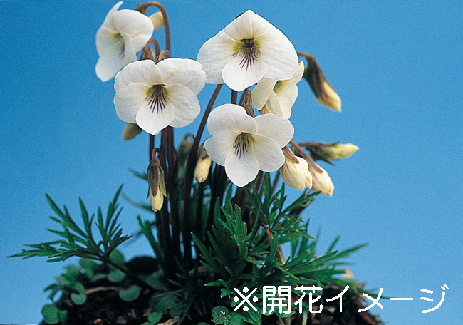 ヒゴスミレ　7.5cmﾎﾟｯﾄ