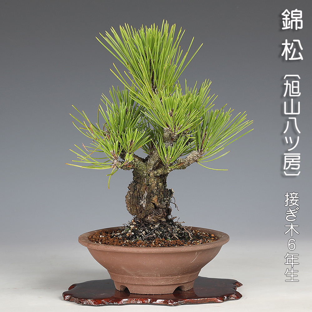 錦松〔旭山八ッ房〕