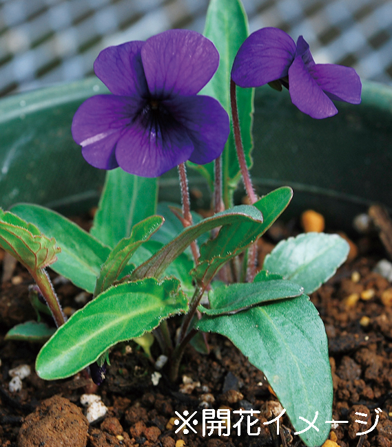 富士明神スミレ　7.5cmﾎﾟｯﾄ