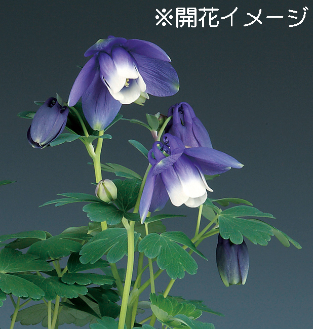 ミヤマオダマキ　7.5cmﾎﾟｯﾄ