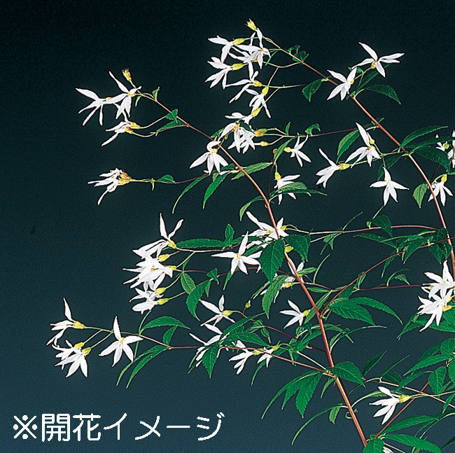 ミツバシモツケソウ　9cmﾎﾟｯﾄ