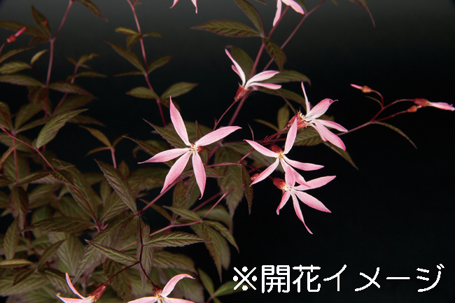 赤花ミツバシモツケソウ　9cmﾎﾟｯﾄ