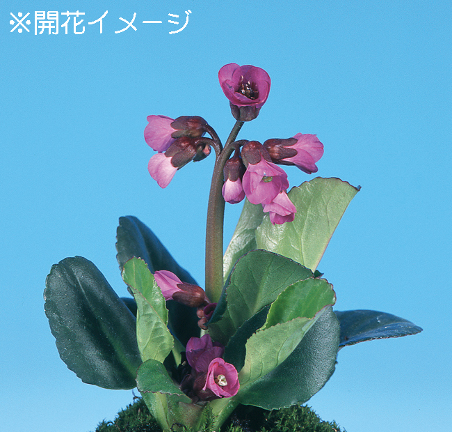 濃色ヒマラヤユキノシタ　9cmﾎﾟｯﾄ