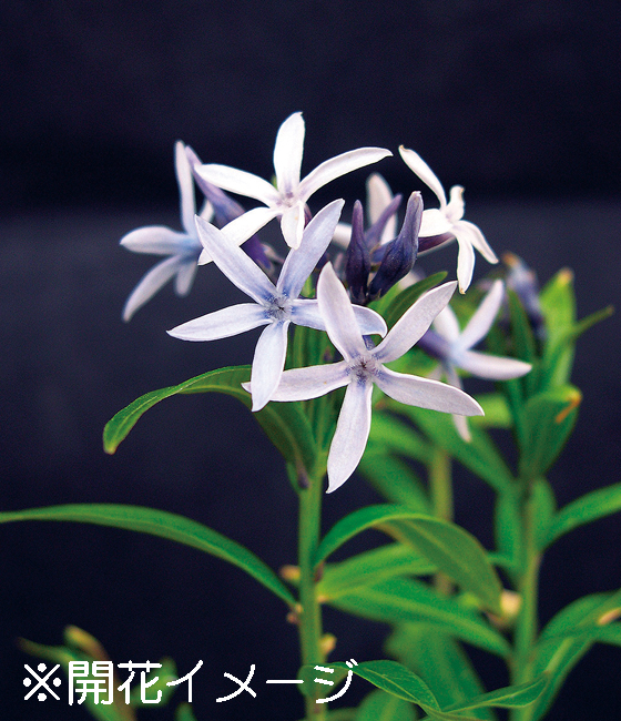 チョウジソウ　9cmﾎﾟｯﾄ