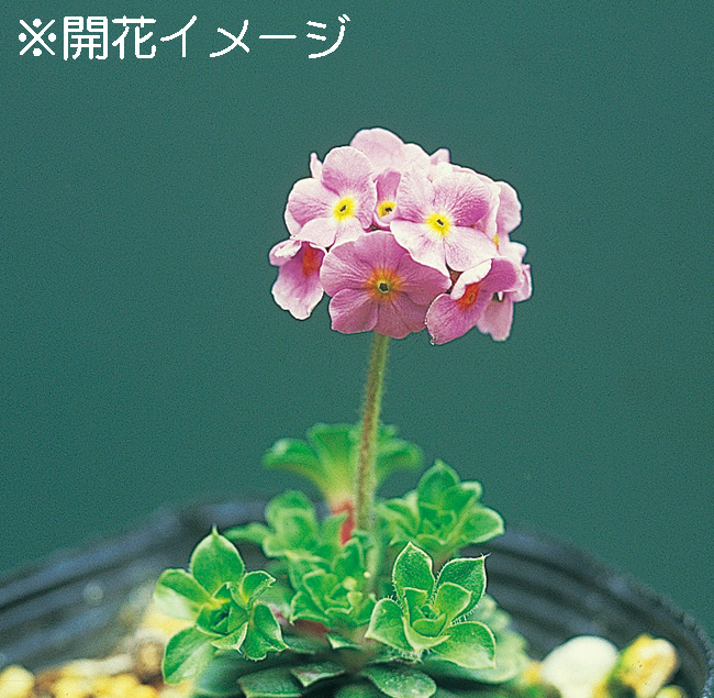 トキワハナガタ　9cmﾎﾟｯﾄ