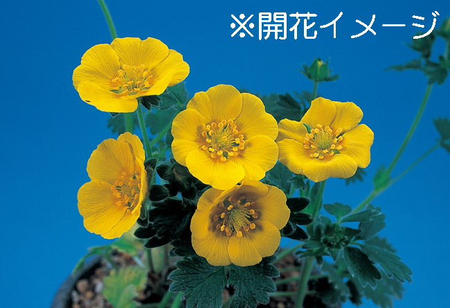 チシマキンバイ　9cmﾎﾟｯﾄ