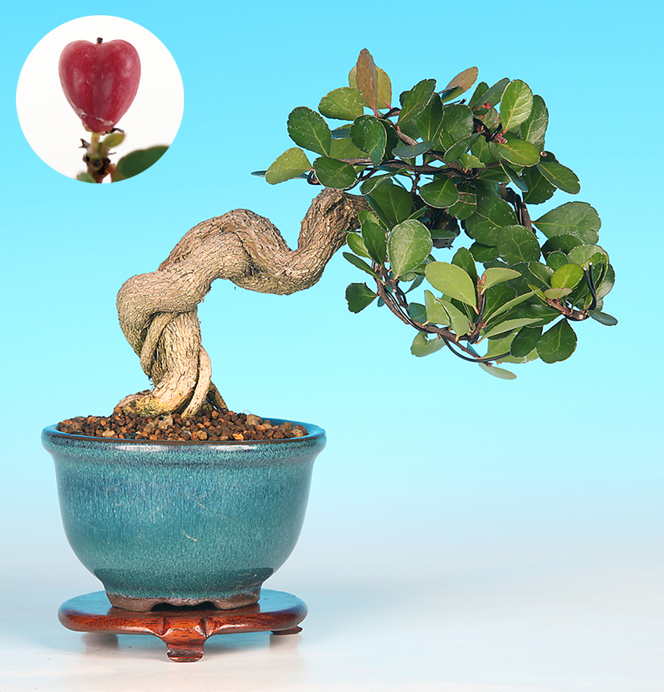 はりつるまさきD