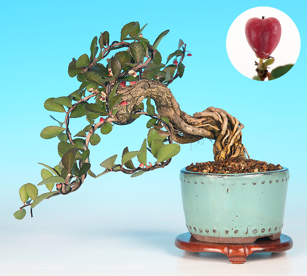 はりつるまさきC