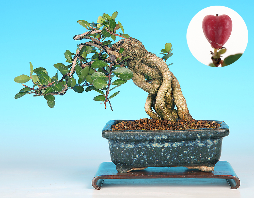 はりつるまさきA