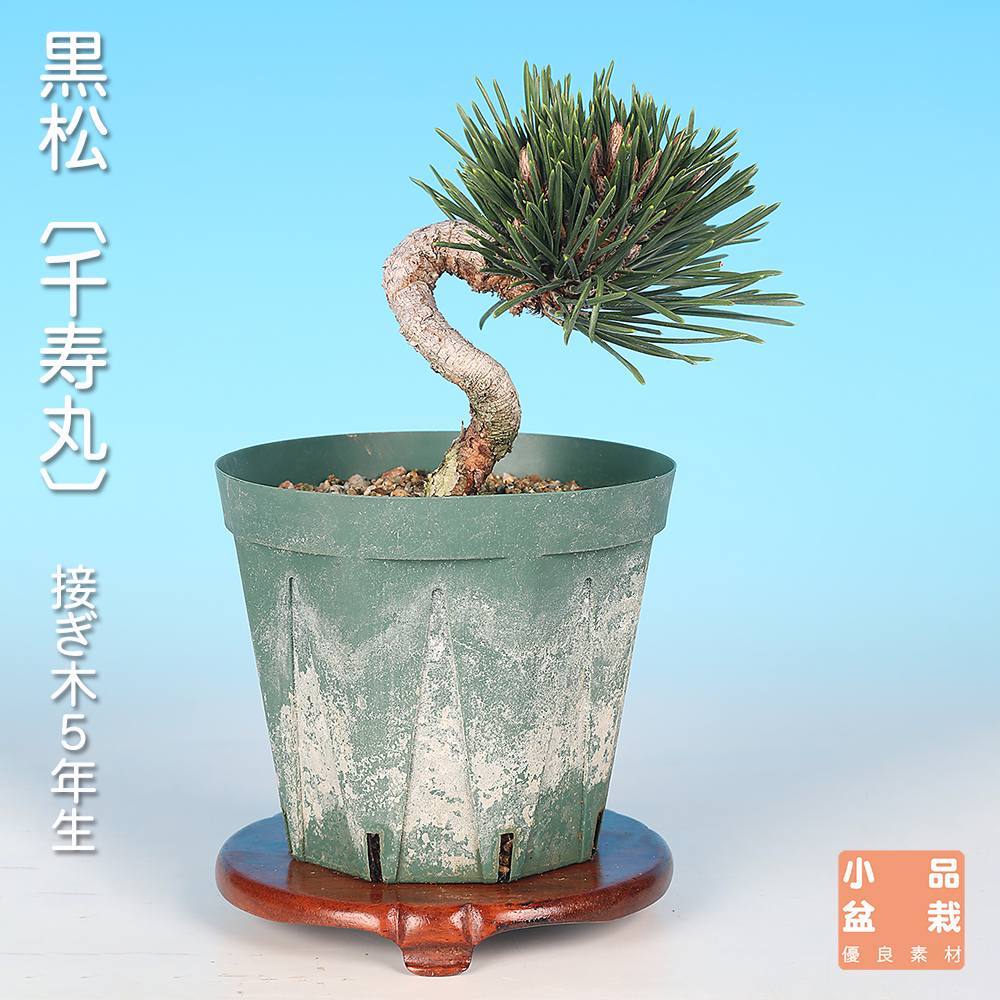 黒松〔千寿丸〕