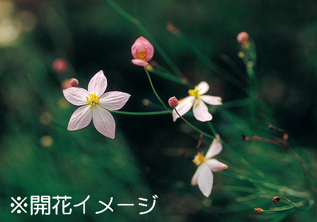 イトハカラマツ　7.5cmﾎﾟｯﾄ