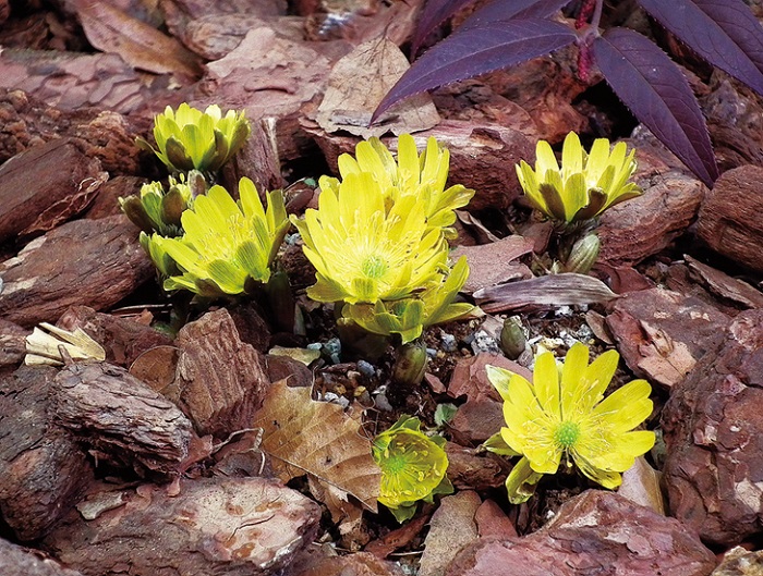 フクジュソウ　9cmﾎﾟｯﾄ