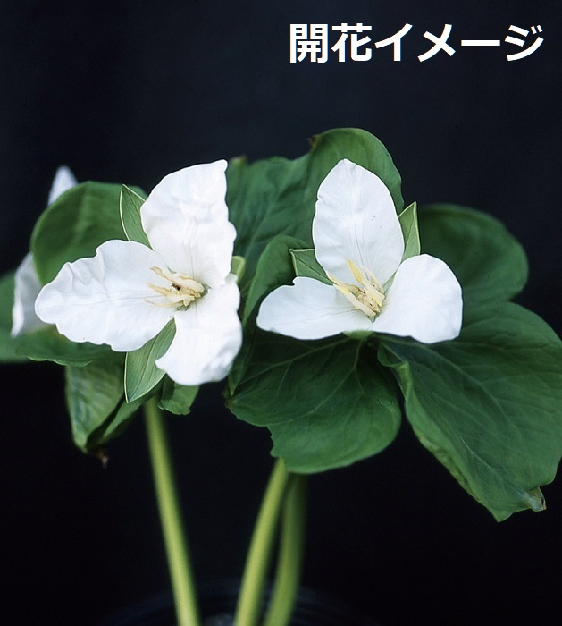 オオバナエンレイソウ　9cmﾎﾟｯﾄ