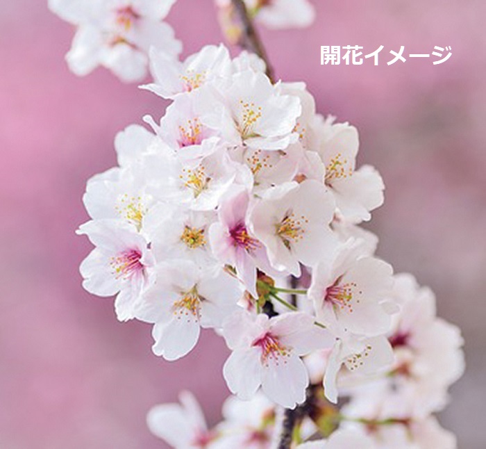 サクラ小原四季咲　7.5cmﾎﾟｯﾄ