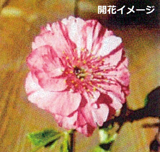 フジザクラ美桜の舞　7.5cmﾎﾟｯﾄ