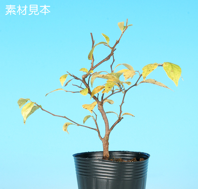 赤花えごのき