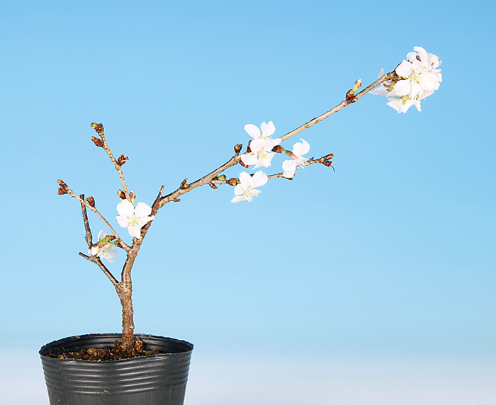信濃寒桜