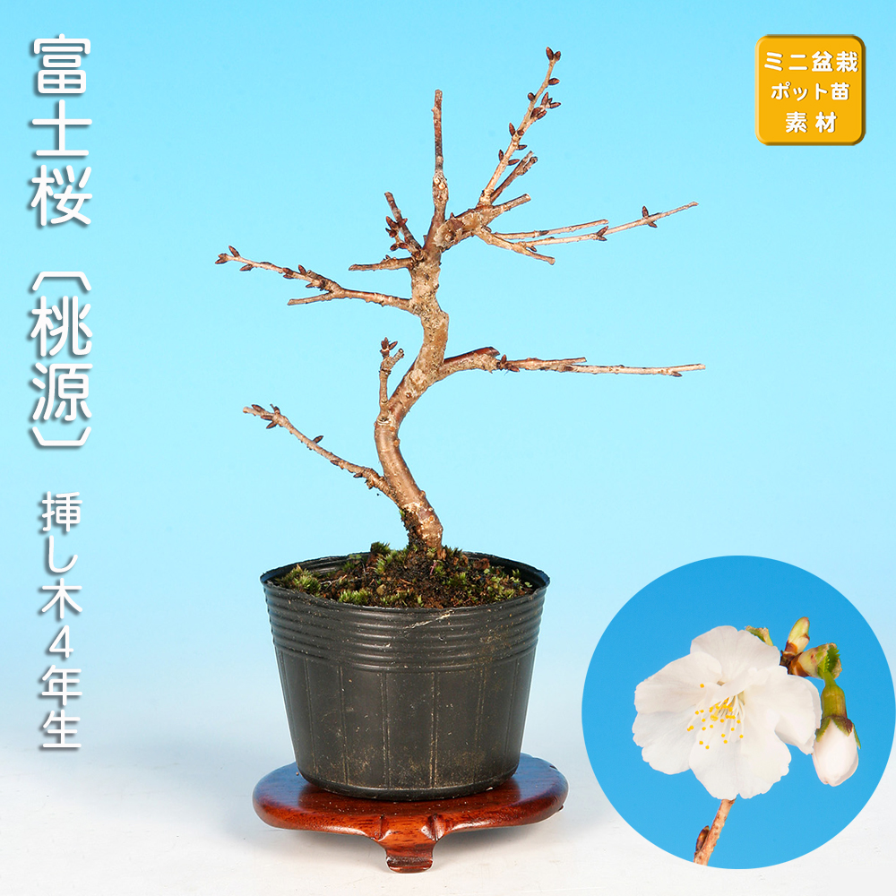 富士桜〔桃源〕