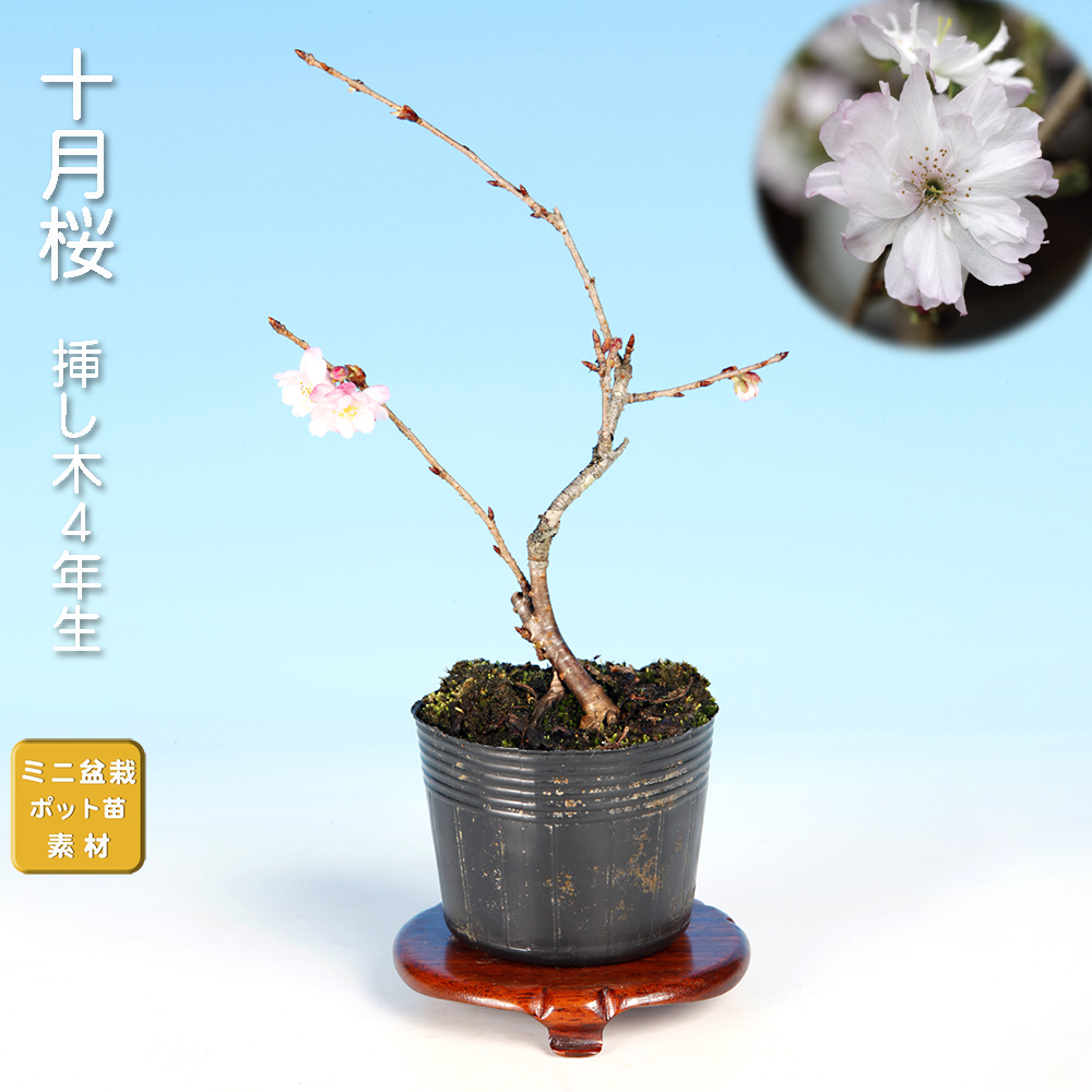 桜〔十月桜〕