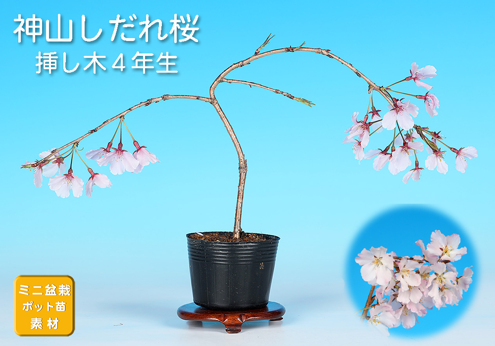 桜〔神山しだれ桜〕