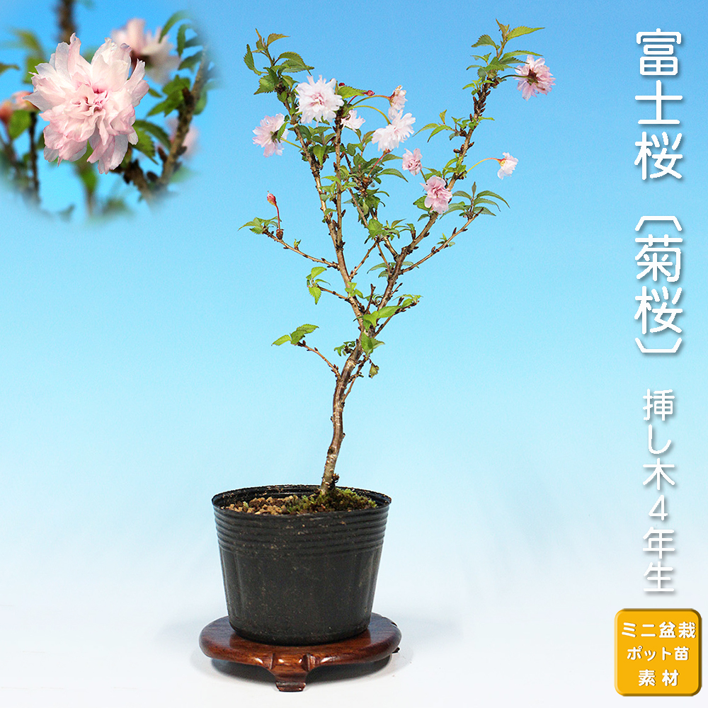 富士桜〔菊桜〕