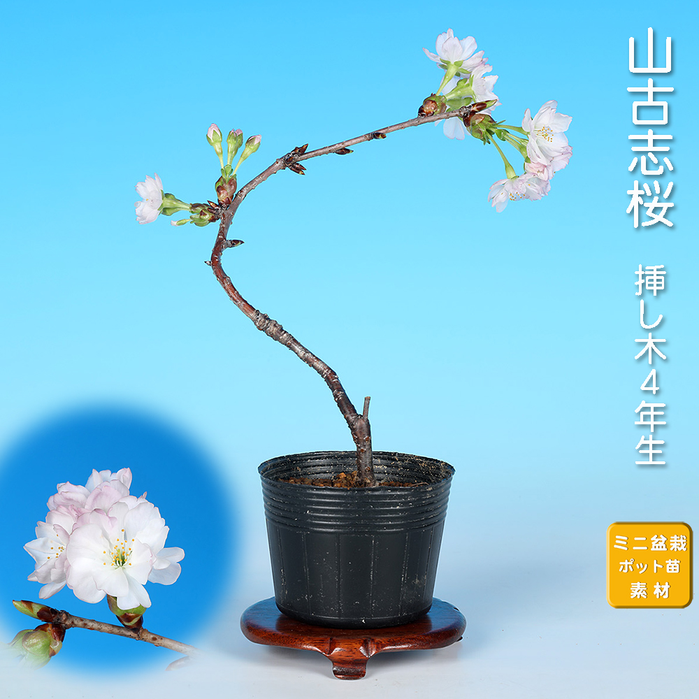 山古志桜