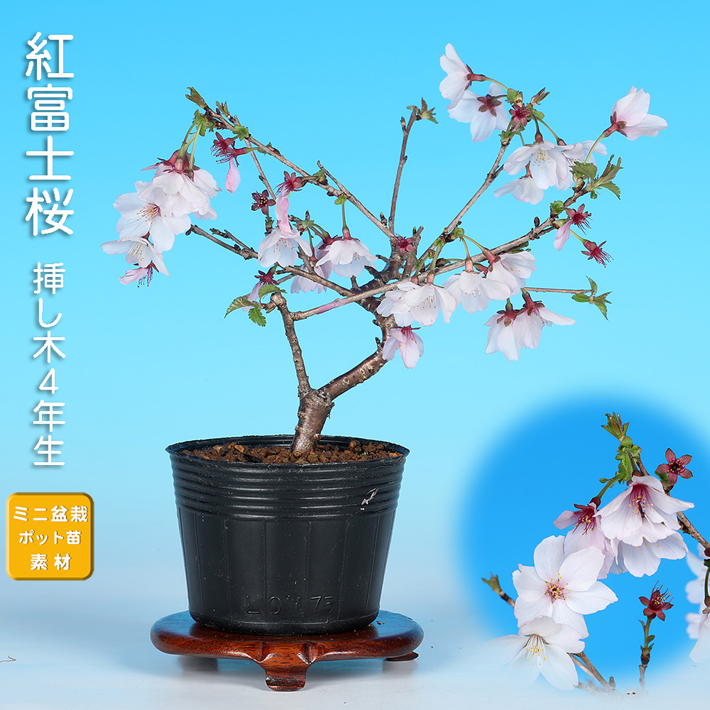 紅富士桜