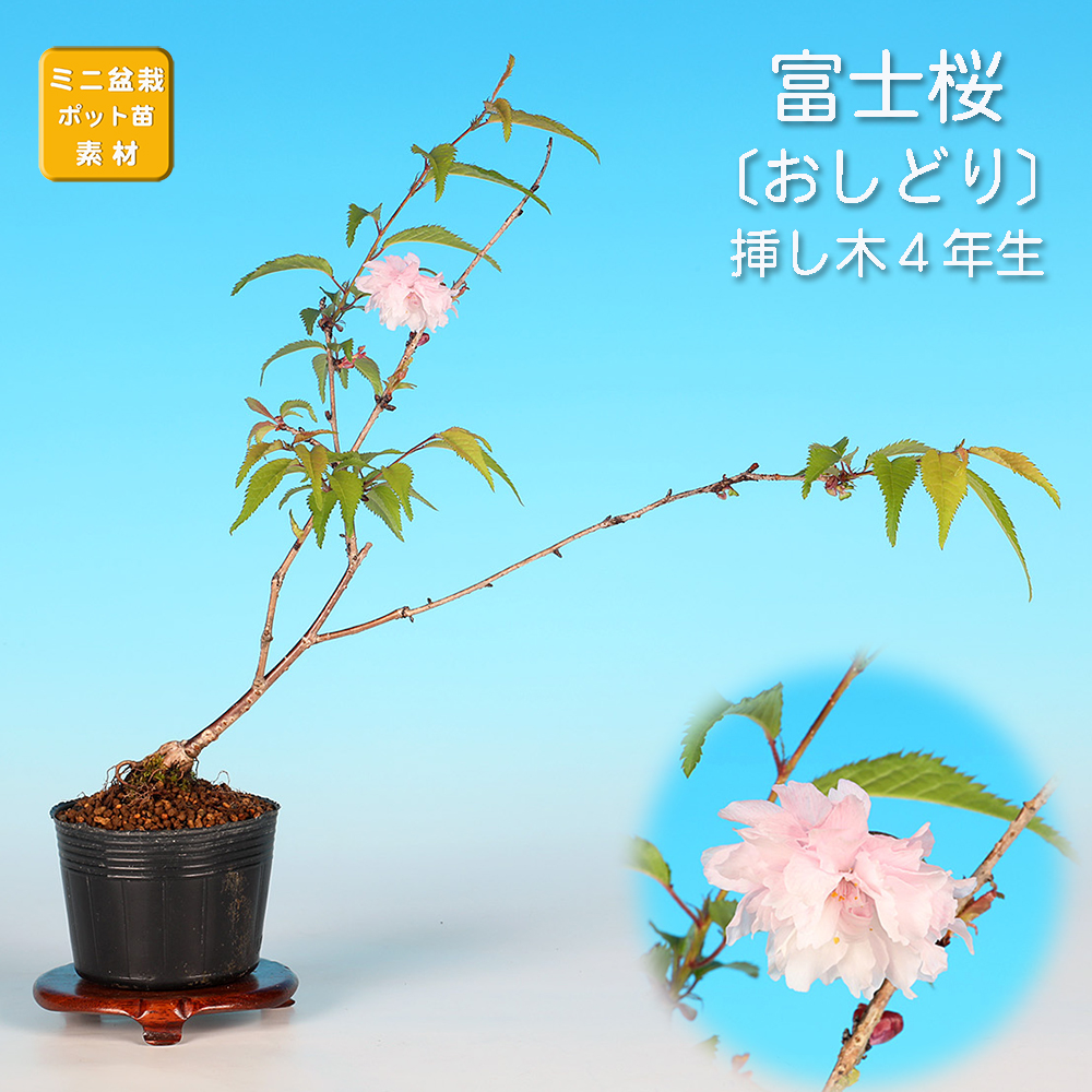 富士桜〔おしどり〕