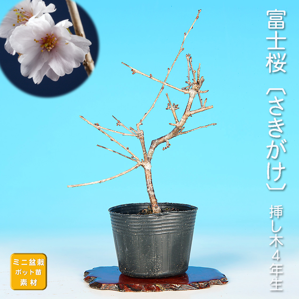 富士桜〔さきがけ〕