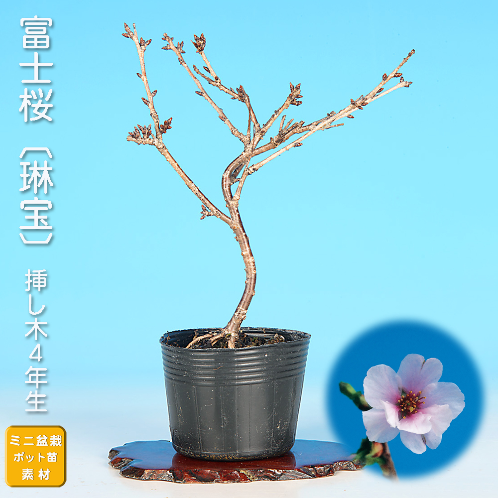 富士桜〔琳宝〕