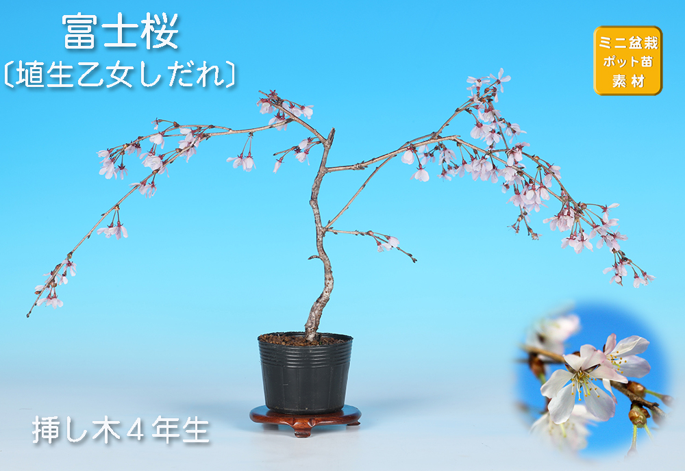 富士桜〔埴生紅乙女しだれ〕