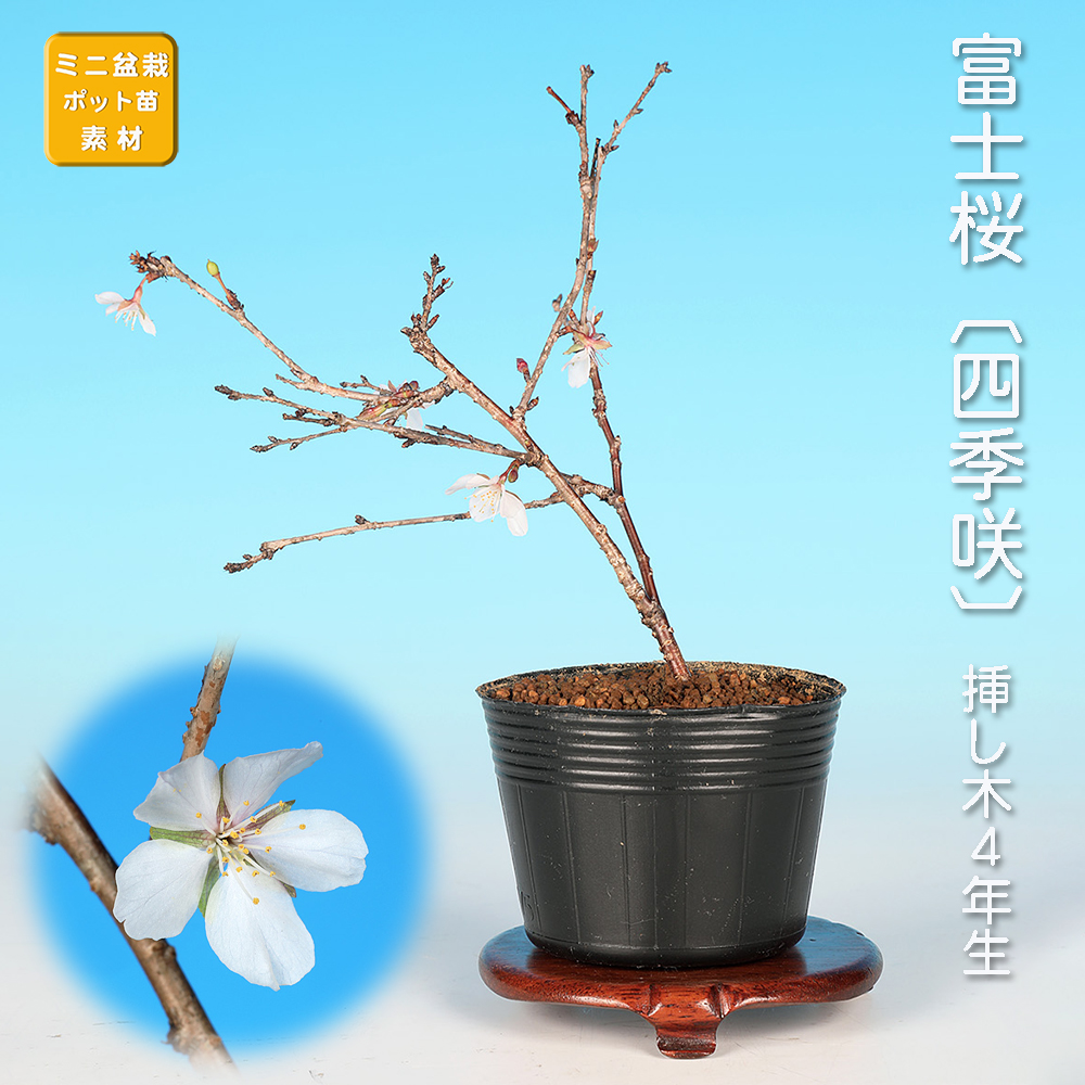 富士桜〔四季咲〕