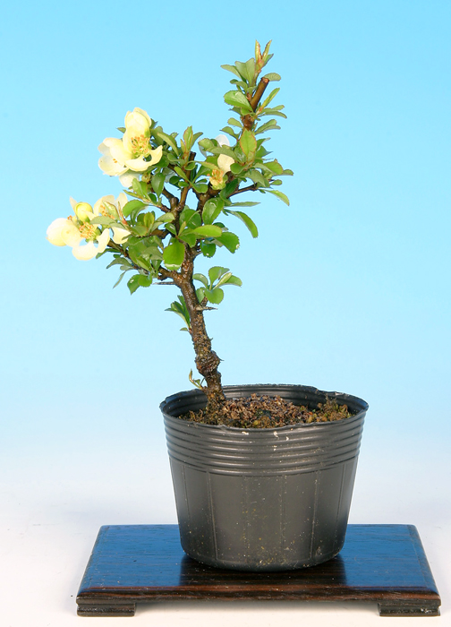 長寿梅（白花）