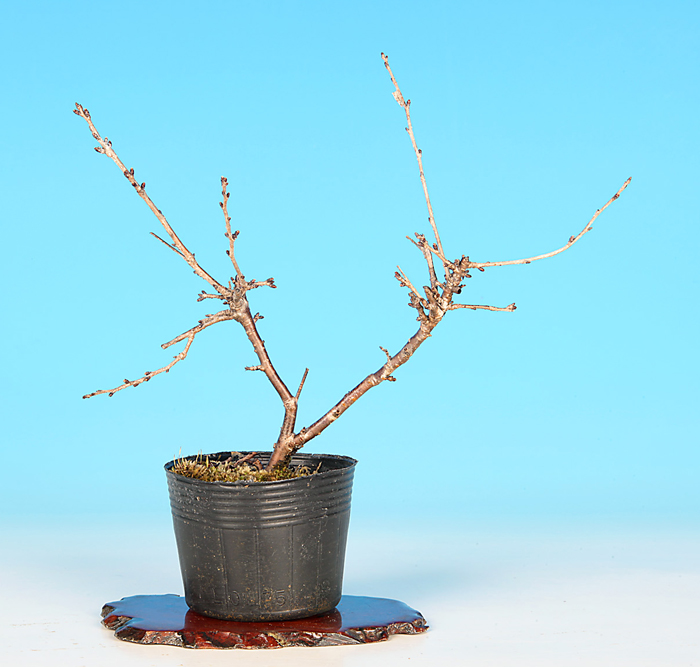 紅富士桜
