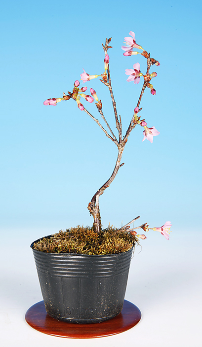 桜〔おかめ〕