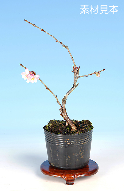桜〔十月桜〕