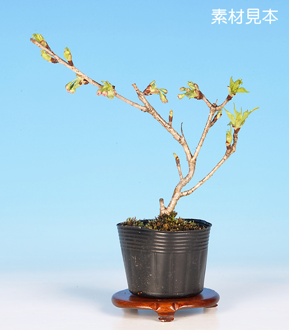 桜〔渡辺桜〕