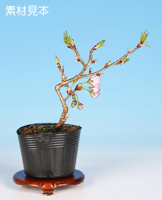 桜〔八重の輝〕