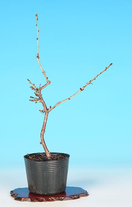 富士桜〔おしどり〕