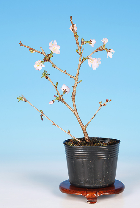 富士桜〔紅乙女〕