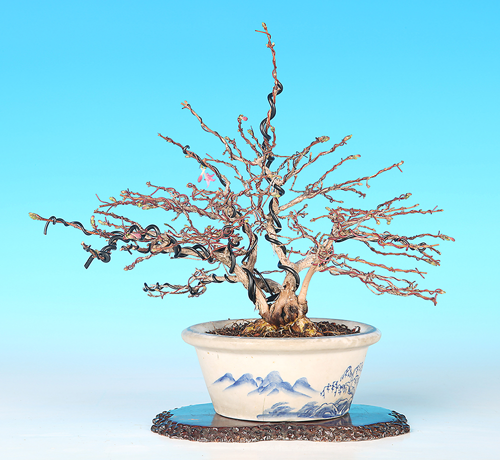 うぐいすかぐら