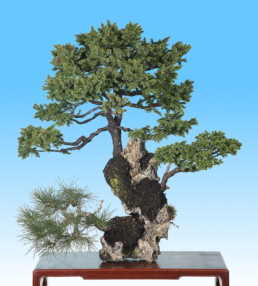 蝦夷松（石付）