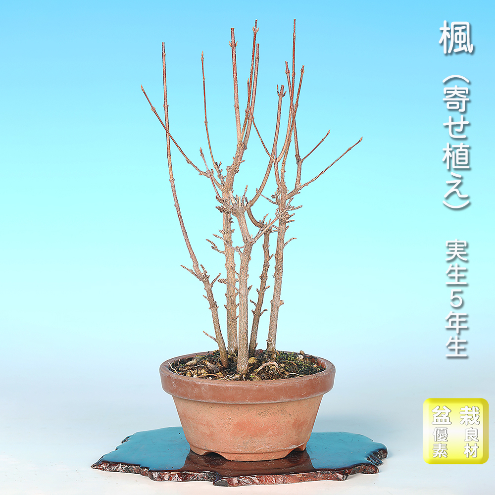 楓（寄せ植え）