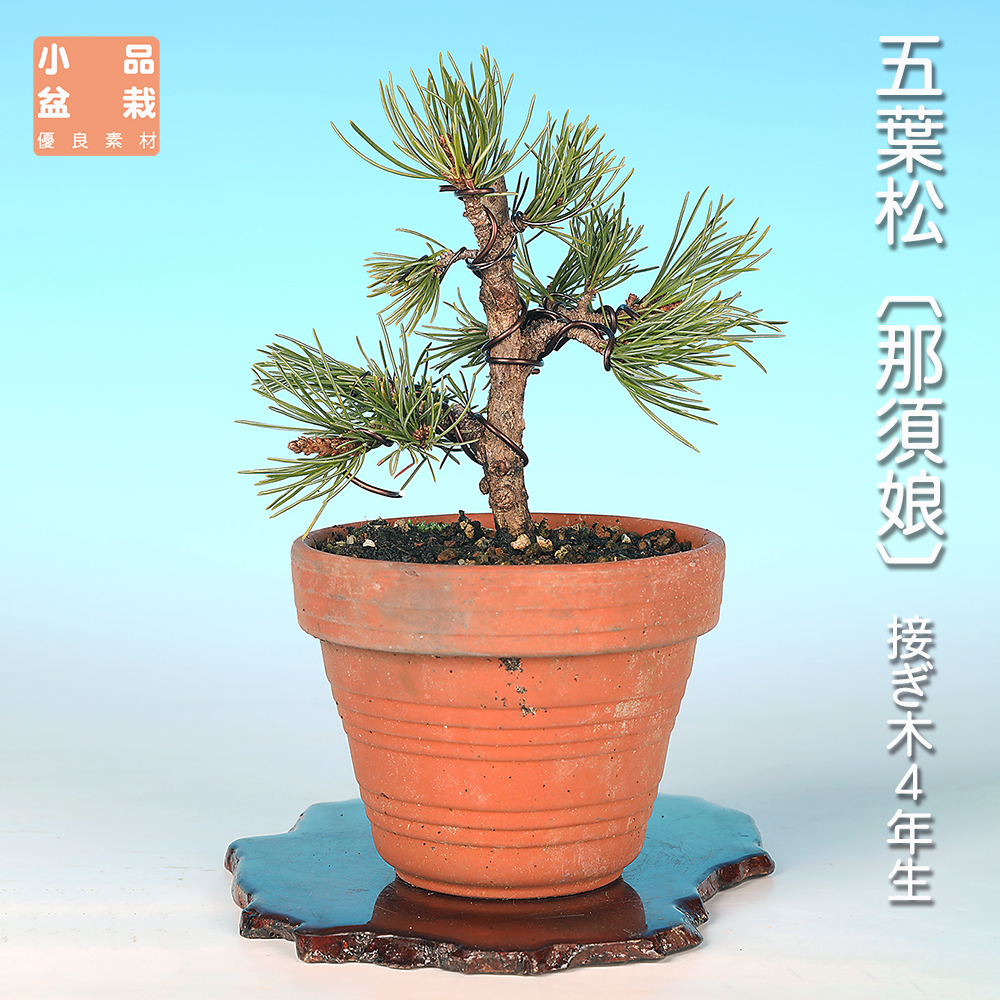 五葉松〔那須娘〕