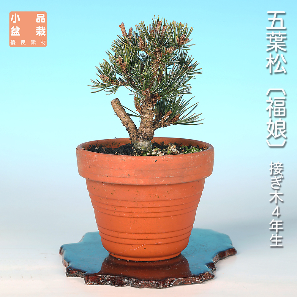 五葉松〔福娘〕