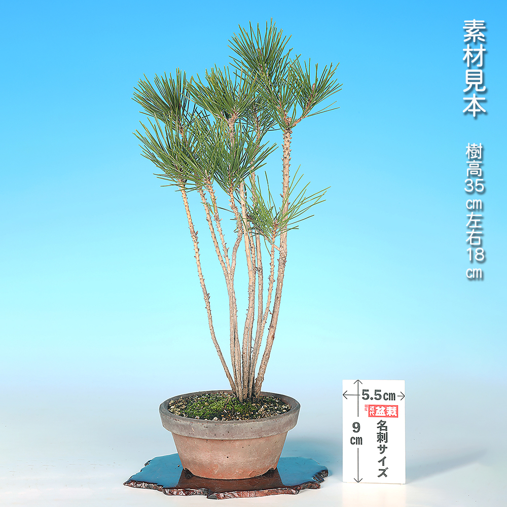 黒松（寄せ植え）